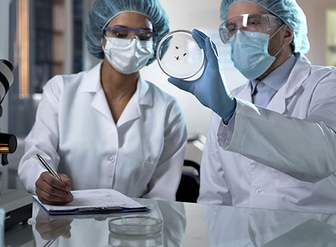 Two scientists inspecting a petri dish in a lab