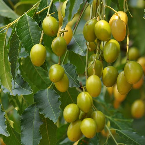 A close up of a healthy crop