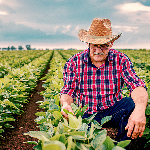 A farmer inspecting his crop