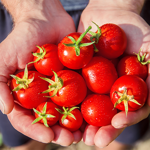 A handful of fresh and clean tomatoes