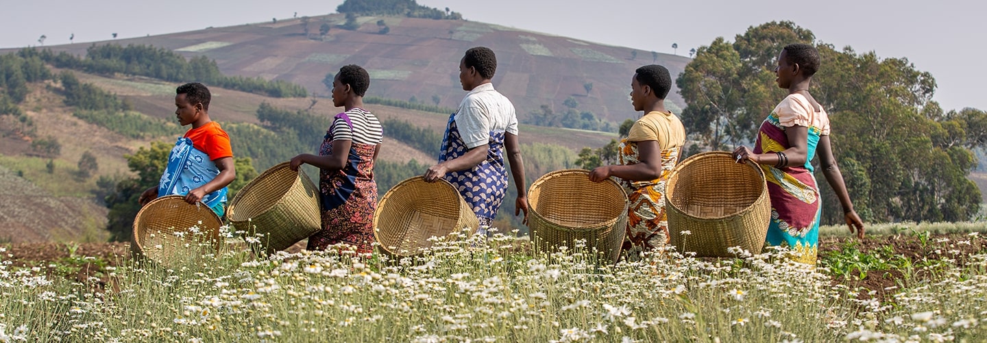 A group of people in a field of flowers carrying baskets, ready to gather