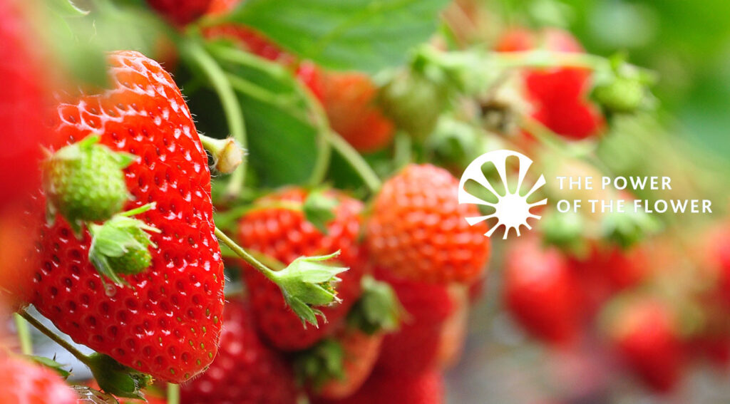 The Power of the Flower Natural Organic Botanical Insecticides