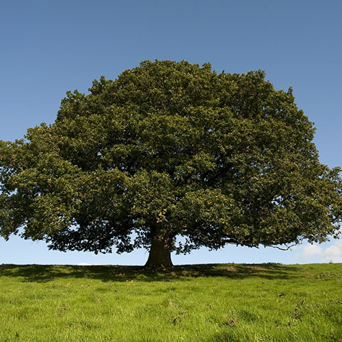 Neem Tree